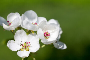 Seasonal flowering of apple, cherry. Spring trees. Close shot of cherry blossom, apple tree, tree branch. Blurred background. Macro shooting