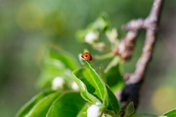 Fototapeta premium Ladybug on a branch of a blossoming tree. Soft focus shooting. Macro shot of an insect. Blurred background.