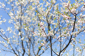 Seasonal flowering of apple, cherry. Spring trees. Close shot of cherry blossom, apple tree, tree branch. Blurred background. Macro shooting