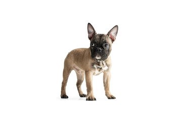 Young brown French Bulldog playing isolated on white studio background