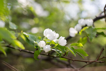 Fototapeta premium Seasonal flowering of apple, cherry. Spring trees. Close shot of cherry blossom, apple tree, tree branch. Blurred background. Macro shooting
