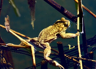 crapaud dans marais ain france