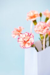 Small peach carnation flowers with pink rim on blue mint background