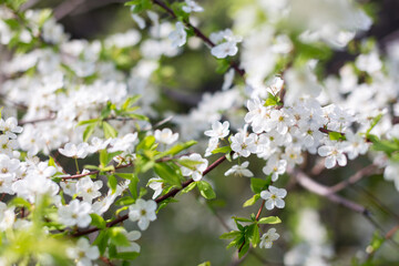 Obraz premium Seasonal flowering of apple, cherry. Spring trees. Close shot of cherry blossom, apple tree, tree branch. Blurred background. Macro shooting