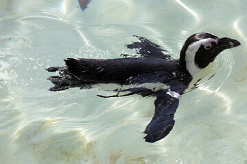 pinguin seevogel schwimmt im wasser in einem zoo