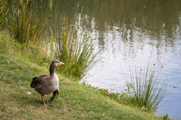 Greylag Goose (Anser anser) by a Lake near Turners Hill