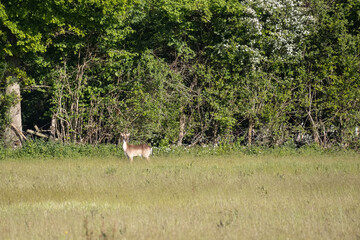 Obraz na płótnie Canvas Alert female European Roe Deer (Capreolus capreolus)