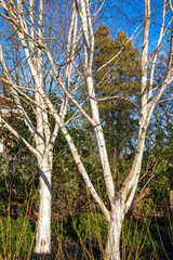 Winter sunshine on two Silver Birch trees in East Grinstead