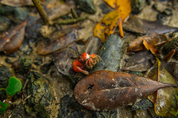 A fiddler crab, sometimes known as a calling crab, may be any of approximately 100 species of semi-terrestrial marine crabs which make up the genus Uca.