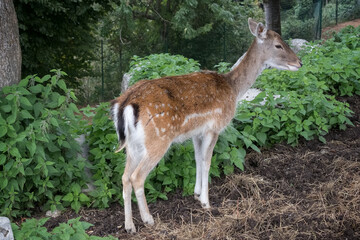 Naklejka na ściany i meble Fallow Deer (Dama dama) at Monte Poieto in Italy