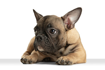 Young brown French Bulldog playing isolated on white studio background