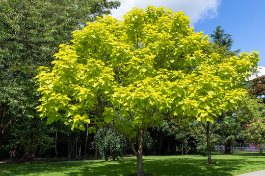 Golden Indian Bean Tree (Catalpa bignonioides Aurea) growing in apark in East Grinstead