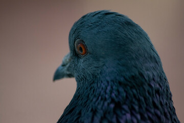 Dove head. Close-up.