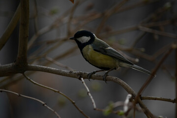 Titmouse sits on a branch.