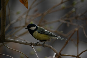 Fototapeta premium Titmouse sits on a branch.