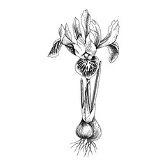 Hand drawn spring dwarf iris flower.