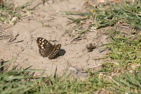 Speckled Wood Butterfly (Pararge aegeria) resting on the earth in the spring sunshine