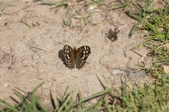Speckled Wood Butterfly (Pararge aegeria) resting on the earth in the spring sunshine