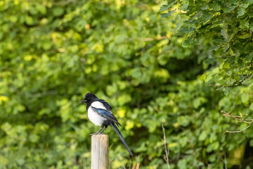 Common Magpie perched on a wooden post
