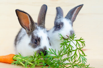 two little rabbits eating fresh vegetables, carrot, leaves on wooden background.  feeding the rodent with a balanced diet, food. bunny is a Easter symbol. closeup