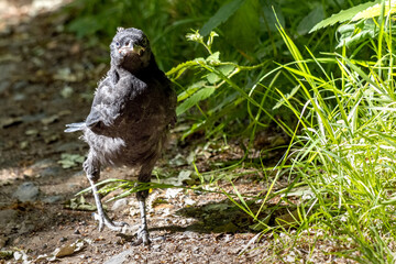Newly fledged Jackdaw (Corvus monedula) walking along the ground