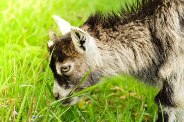 little grey kid goat  eating green grass in the pasture, grazing in the field, depasturing in the meadow. livestock animal. closeup portrait