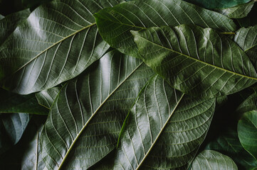 Obraz premium Beautiful dark green leaves background. Walnut leaves close up. The leaves of the walnut are dried to make healthy medicinal tea.