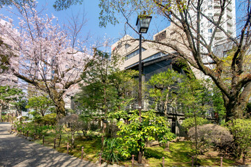 乃木神社と乃木公園の満開の桜乃木公園