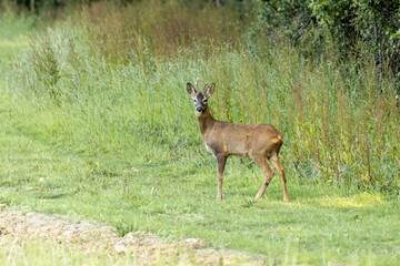 Alert young male European Roe Deer (Capreolus capreolus)