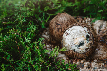 Mold coconut on a wooden tray. Ugly food.