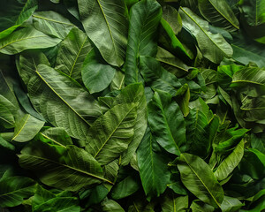 Green leaves background. Fresh green walnut leaves are dried to make a healing tea.