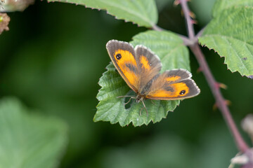 The Gatekeeper or Hedge Brown (Pyronia tithonus) butterfly resting on a leaf