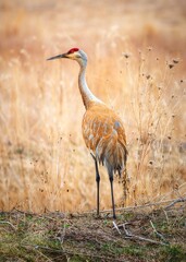grey crowned crane © Алексей Сохраннов
