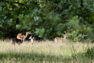 Family of Fallow Deer (Dama dama) in woodland in East Grinstead