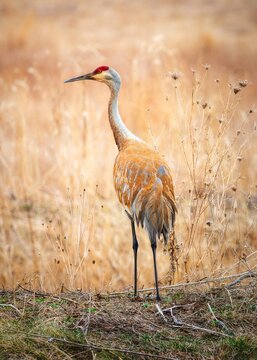 grey crowned crane