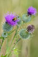 Buff-tailed bumblebee (Bombus terrestris) gathering pollen from a Thistle