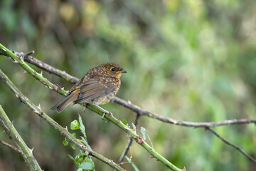 Speckled juvenile Robin perched on a briar
