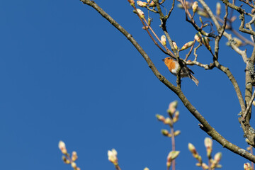 Robin singing his heart out on a sunny spring day