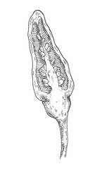 Half pepper tabasco. Vintage hatching gray monochrome illustration.