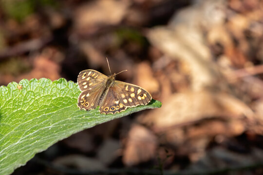 Speckled Wood Butterfly (Pararge aegeria) sitting on a leaf in the spring sunshine