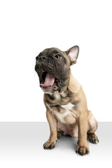 Obraz premium Young brown French Bulldog playing isolated on white studio background