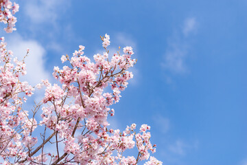桜と青空