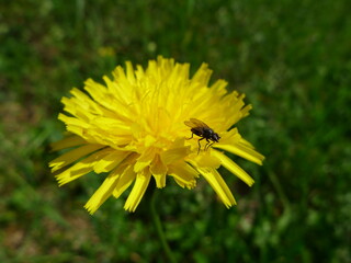 Dente di leone con mosca