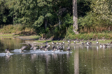 Canada Geese (Branta canadensis) arriving at a lake in Sussex