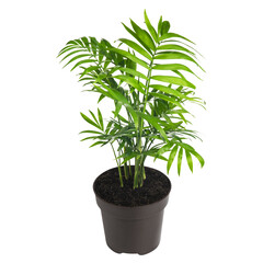 Palm Tree Plant In Black Pot isolated on white background.
