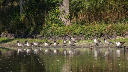 Canada Geese (Branta canadensis) resting in the sunshine at a lake in Sussex