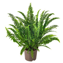 Fern in a pot. Green houseplant. Tuber Sword Fern, Sword Fern  isolated on white background