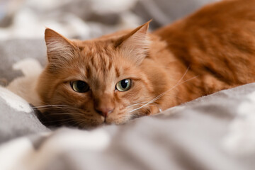 Fototapeta premium 興味深々 茶トラ猫