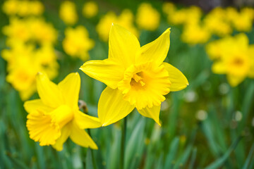 Daffodils Field Spring Time 2021