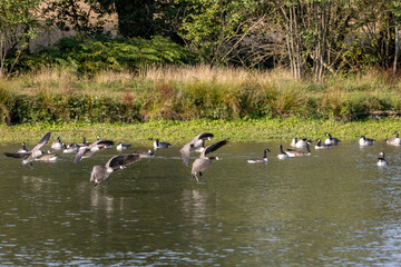 Canada Geese (Branta canadensis) arriving at a lake in Sussex